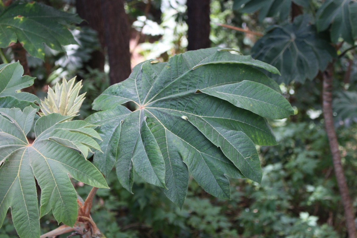 Tetrapanax papyrifer (Hook.) K.Koch